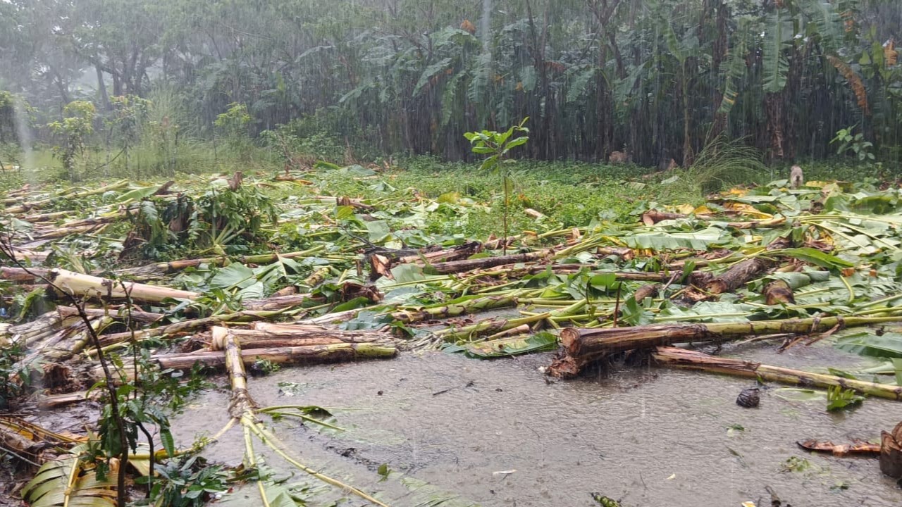 ভোলায় বিরোধীয় জমির শত শত গাছ কেটে নেওয়ার অভিযোগ